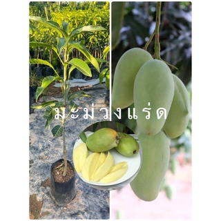 ต้นมะม่วงแรด🥭โบราณเสียบยอด60-70cm รสเปรี้ยว สุกหวาน กินอร่อยมาก