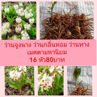 ว่านจูงนาง ดอกสีขาวเหลือง 16ลูก80บาท