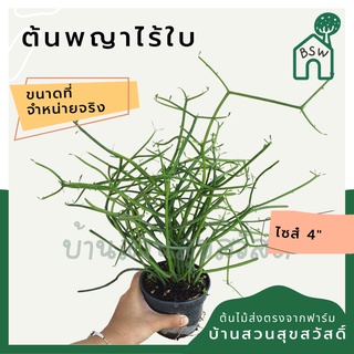 พญาไร้ใบ 4 นิ้ว ต้นไม้สาย Minimal