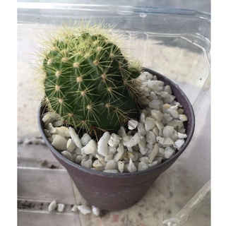 แคคตัส กระบองเพชร ดาวล้อมเดือน ตะบองเพชรจิ๋ว Echinopsis Calochlora cactus succulent 1 pc.