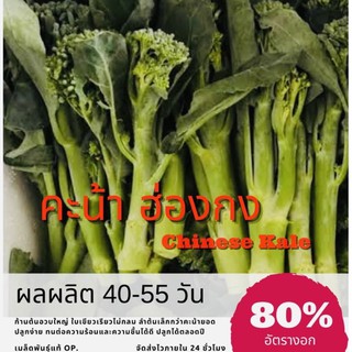 เมล็ดพันธุ์ คะน้าฮ่องกง 1500 เมล็ด Kai-lan คะน้า (ซื้อ 10 แถม 1 คละอย่างได้)