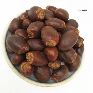 1PCS Longan Seeds fruit tree seeds[COD] ดอกไม้/และผักกาดหอมหลากหลายชนิด/ผักชี/seeds/ผู้ชาย/เมล็ด/เสื้อ/บ้านและสวน/กุหลาบ