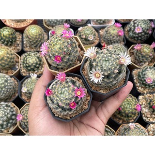 แมมขนนกเหลืองขนาดใหญ่ๆ และ แมมขนนกขาว ลุ้นสีดอก ชมพู และดอกสีขาว (Mammillaria plumosa) แคคตัส กระบองเพชร