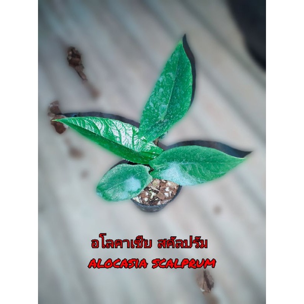 อโลคาเซีย สคัลปรัม alocasia scalprum