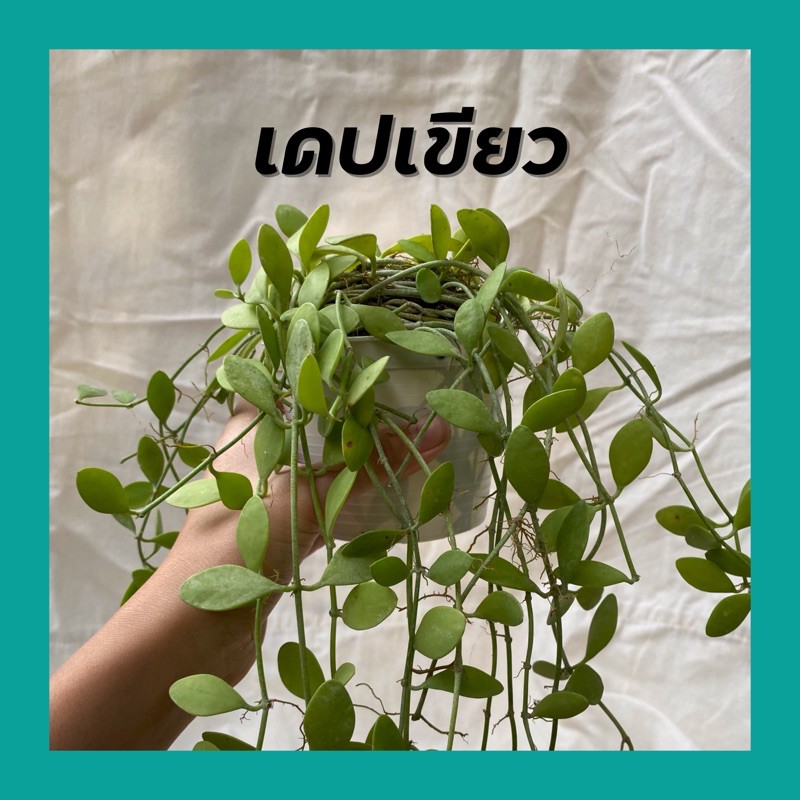 เดปเขียว เดปด่าง เดปแอปเปิ้ล เลือกต้นได้ กระถาง4นิ้ว พร้อมลวดแขวน ต้นไม้ฟอกอากาศ