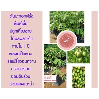 ต้นมะกอกฝรั่งพันธุ์ต้นเตี้ย ราคา 80 บาท สูง40 ซม.ขึ้นไป