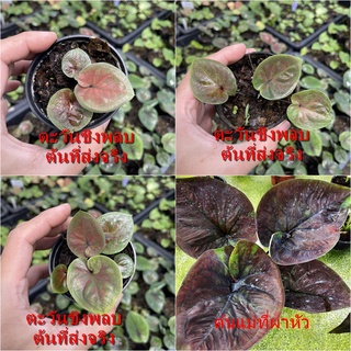 ตะวันชิงพลบบอนสี  ไม้ผ่าหัว บอนสีตัวเทพ บอนสีราคาส่ง caladium บอนสีไทย