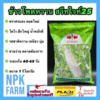 ข้าวโพดหวาน  สวีทไวท์25 F1 5000เมล็ด ขนาด 1 กก. ศรแดง ลอตใหม่ งอกดี เมล็ดสีขาว รสชาติเหนึยวนุ่ม หวาน ปลูกง่าย ต้นแข็งแรง