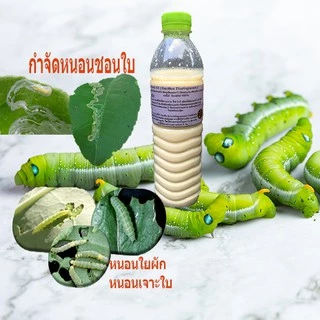 หัวเชื้อ เชื้อบีที , BT สำหรับ กำจัดและป้องกัน หนอนศัตรูพืช
