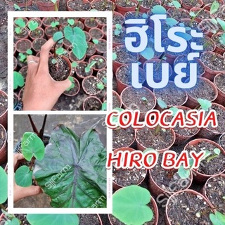 Colocasia Hilo bay โคโลคาเซีย ฮิโระเบย์ 1 ต้น  ปลูกได้ทั้งแบบบนดินและในน้ำ💦 จัดส่งแบบคละต้น สินค้าพร้อมส่ง