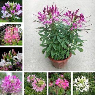 （เมล็ดพันธุ์ ถูก คละ）ประเทศไทย พร้อมสต็อก ผักเสี้ยนฝรั่งคละสี Cleome Spinosa Seeds บรรจุ 200 เมล็ดดอกไม้ ต้นไม้ประดับ เม