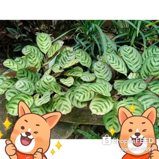 ❗🦄   คล้าม้าลายแคระ  ✨ 💛 ของดีราคาถูก❗ต้นไม้ราคาถูก❗ไม้ประดับบ้านและสวน   บอนสี  เพชรสุวรรณโชติ เจ้าปอแก้ว ดารานพรัตน์