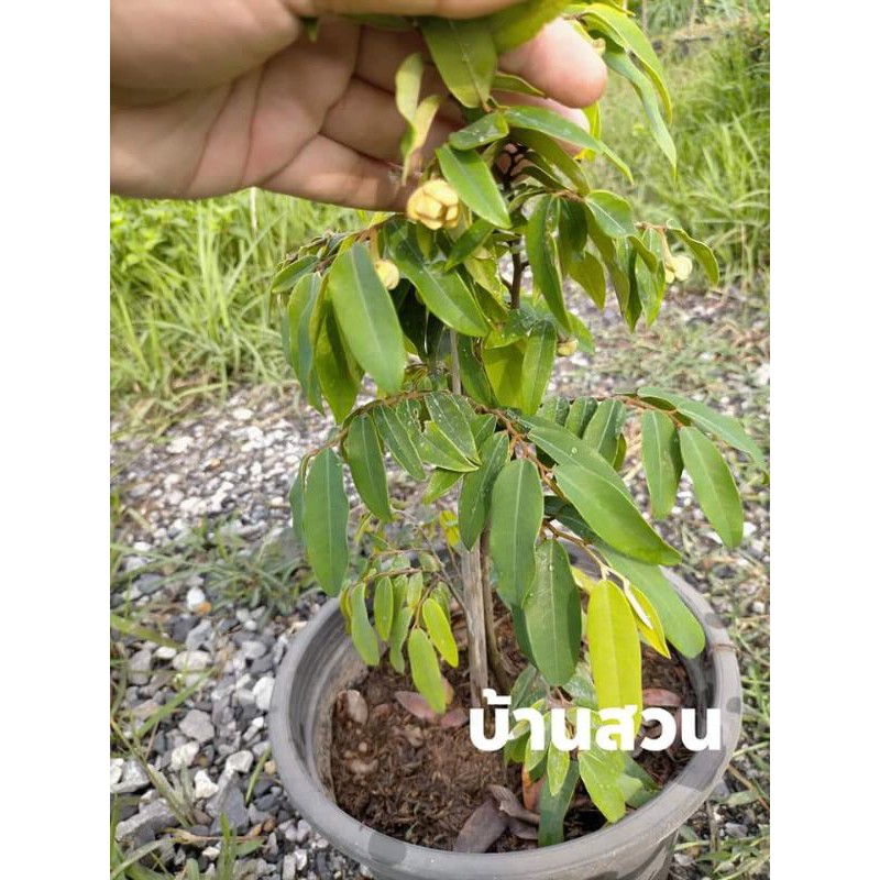 ต้นนมแมวแคระ ต้นสูง 40-50 ซม. กระถาง 8 นิ้ว