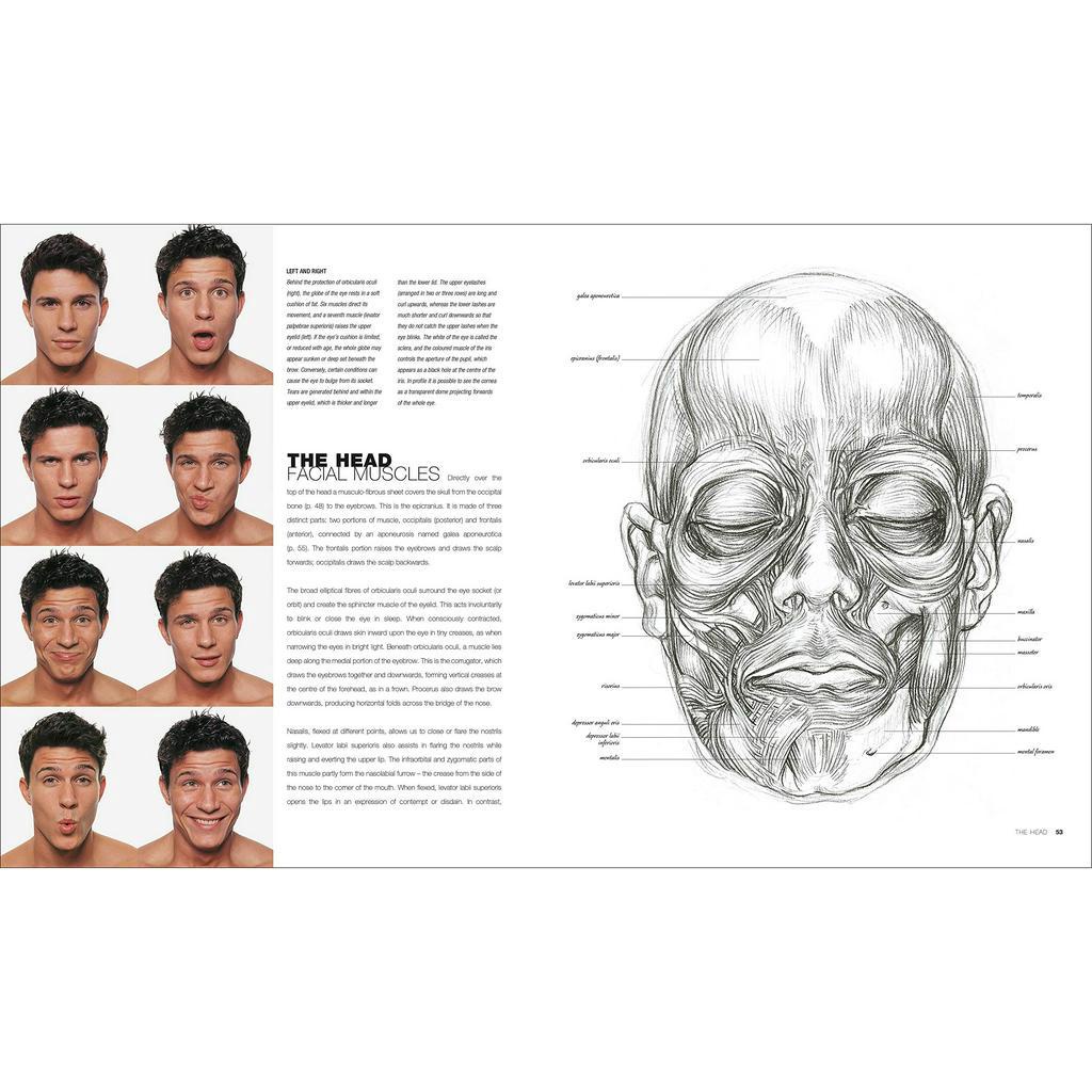 [Querida] หนังสือภาษาอังกฤษ Anatomy for the Artist [Hardcover] by Sarah Simblet อนาโตมี สำรับ อาติส - รูปที่ 2