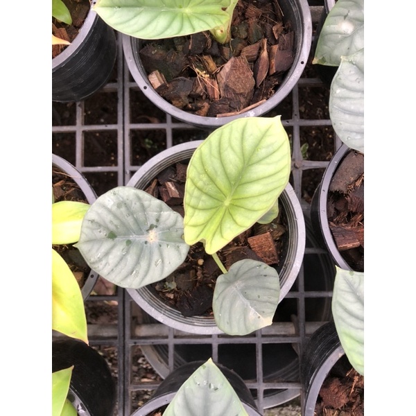 Alocasia nebula อโลคาเซียหนังช้าง