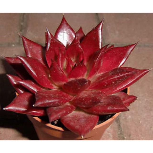 (ต้นจริง) ไม้อวบน้ำ Succulent กุหลาบหิน Echeveria agavoides romeo