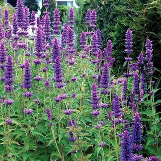 เมล็ดพันธุ์ ลาเวนเดอร์ Agastache Mexicana giant hyssop lavender 200 เมล็ด เมล็ดพันธุ์นำเข้าจาก อังกฤษ