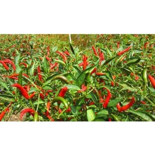 ปุ๋ยน้ำ กัปตัน บูสเตอร์สีแดง+ส้ม สูตรเข้มข้นสูง (ชุดบำรุงดอกและผล) ขนาด 1 ลิตร x 2