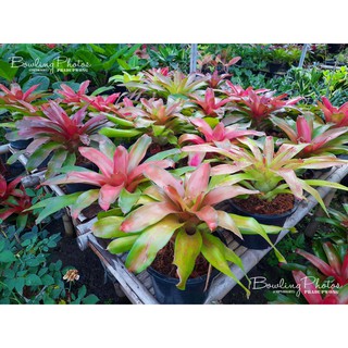 สับปะรดสี (Bromeliad)  #สับปะรดสี #บรอมีเลียด  #Bromeliad