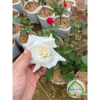 F509 กุหลาบ โป๊ป Pope John Paul สีขาวดอกใหญ่ หอมแรงมาก เลี้ยงง่าย *ติดดอก