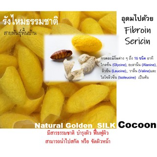 Golden Silk Cocoon รังไหม ธรรมชาติ สีเหลือง พันธุ์พื้นบ้าน รังไหมขัดหน้า รังไหมทำสบู่