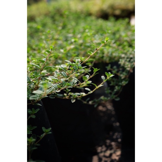 เลมอนไทม์  Lemon  Thyme /ขนาดถุงดำ4*8 สมุนไพรฝรั่ง