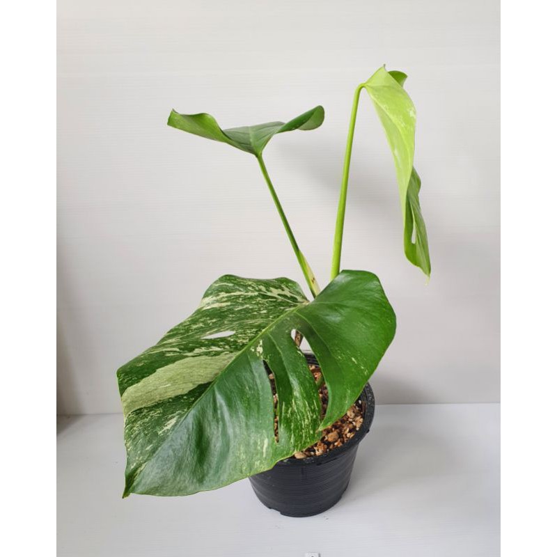 Monstera Albo à¸¡à¸­à¸™à¸ªà¹€à¸•à¸­à¸£ à¸² à¸­ à¸¥à¹‚à¸š à¸à¸£à¸°à¸–à¸²à¸‡ 8 à¸™ à¸§ Shopee Thailand