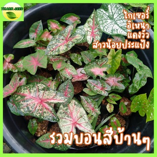 รวมบอนสีบ้านๆ 5แถม1 บอนกรุงไกเซอร์ บอนอิเหนา บอนแดงวัว บอนสาวน้อยประแป้ง