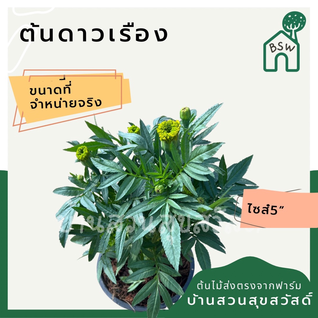 ดาวเรืองฝรั่งเศส พร้อมกระถาง 5 นิ้ว