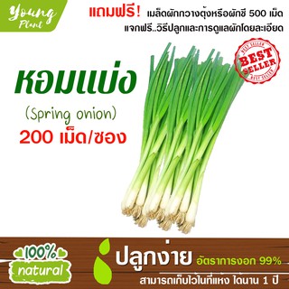 เมล็ดผักสลัด หอมแบ่ง 200เมล็ด อัตราการงอก99% (แถมฟรี! เมล็ดกวางตุ้งหรือผักชี 500เม็ด)