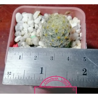20​บาท​ ส่งท้ายปี  แคคตัสต้นพร้อมกระถาง