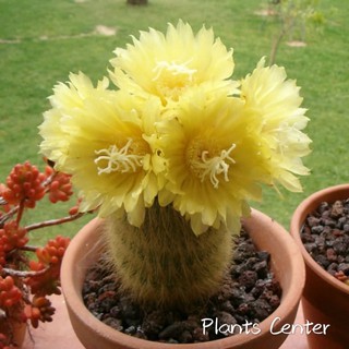 Plants Center พร้อมส่ง(jinsh)แคคตัส ต้นกระบองทอง Parodia leninghausii แบบขนอ่อน (ไม้นำเข้า) กระบองเพชร 6-7cm