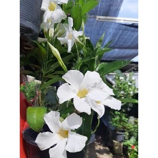 อรุณเบิกฟ้าสีขาว White Rose Dipladenia