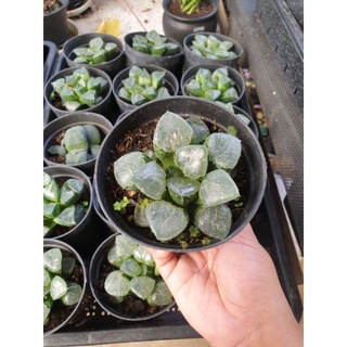 กุหลาบหินนำเข้า ไม้อวบน้ำ Succulents (ไลทอป Lithops แคคตัส cactus กระบองเพชร)