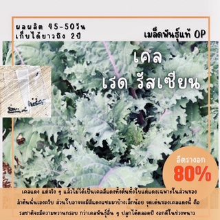 เมล็ดพันธุ์ เคลแดง 150 เมล็ด เรดรัสเซียน เรดรัสเซีย Red Russian เคล คะน้าแดง (ซื้อ 10 แถม 1 คละอย่างได้)