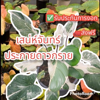 🔥สุดฮิต✨เสน่ห์จันทร์ประกายดาวกราย✨ส่งแบบข้อตา