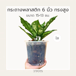 37POTS (ใส) ยกโหล 12 ใบ กระถาง 6 นิ้ว ทรงสูง ขนาด 15x13 ซม.