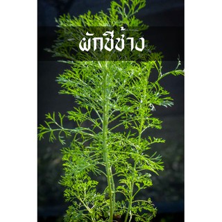 ต้นผักชีช้าง หรือต้นผักชีลาวใหญ่