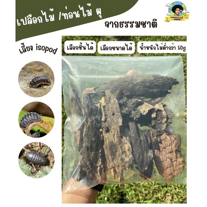 ไม้ผุ สำหรับเลี้ยง isopod ไอโซพอด Kaset Ban Gie