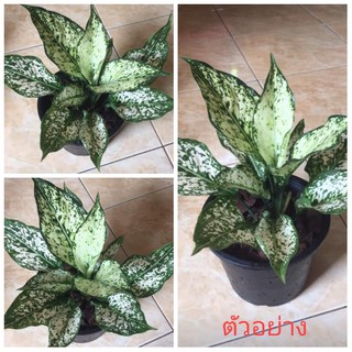 ขาย ต้นพันธุ์ เพชรน้ำหนึ่ง 1 ต้นทองอนันต์