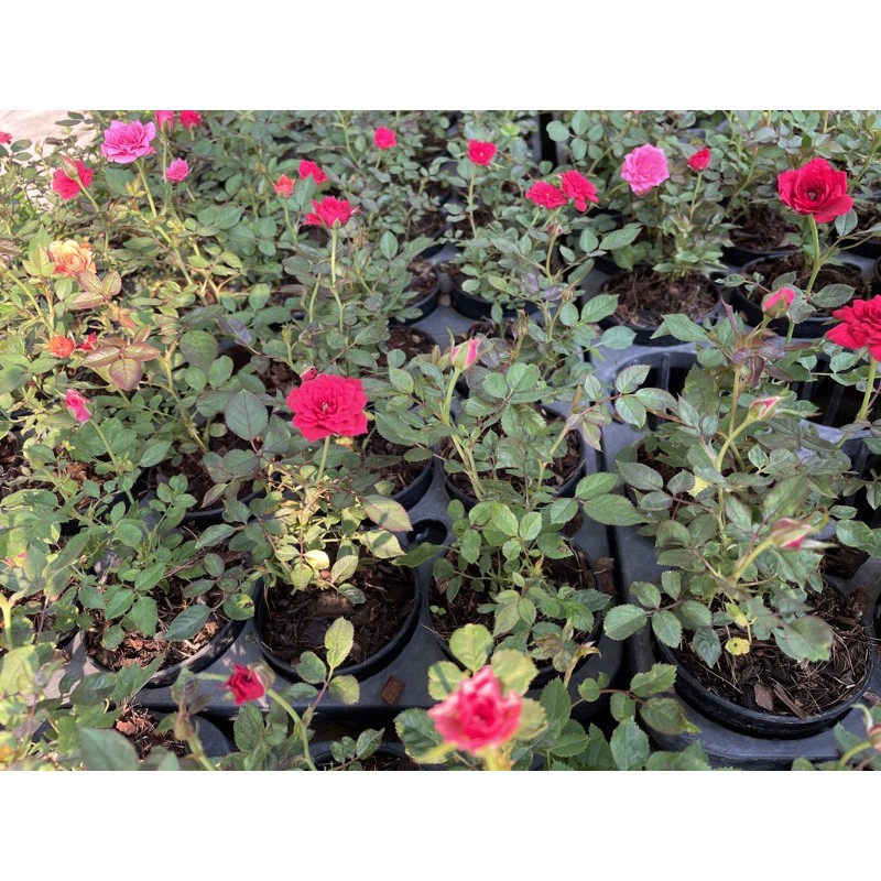 🌹กุหลาบหนู กุหลาบจิ๋ว กุหลาบแคระ ออกดอกตลอดปี ไม้ดอก กระถาง3นิ้ว