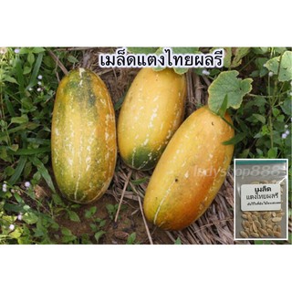 เมล็ดเเตงไทย (ผลรี) 30 เมล็ด [10  เเถม 1 คละได้]