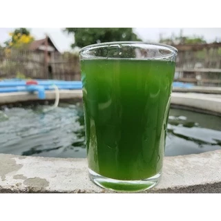 หัวเชื้อน้ำเขียว/สาหร่ายคลอเรลล่า ขนาด 5 ลิตร