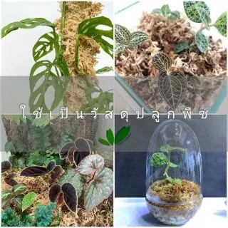 Sphagnum moss สแฟ็กนั่มมอส แบ่งขายกล่องละ 50฿ สินค้าพร้อมส่ง