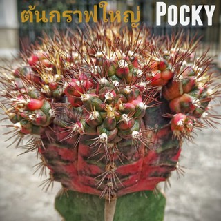 แคคตัสPocky⭐ต้นกราฟใหญ่⭐👍👍สวยๆสินค้าแนะนำครับ👍👍