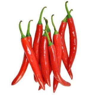 Ready Stock CABAI BESAR CABAI API CILI PADI KECIL BIJI BENIH SMALL CHILI PEPPER SEED VEGETABLE SAYUR Senang Hidup พรีเมี