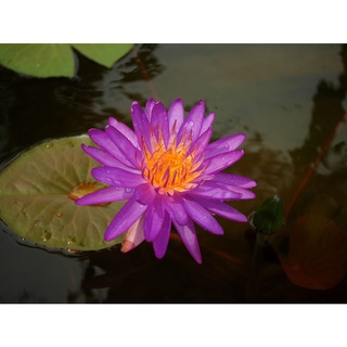 100 เมล็ด เมล็ดบัว สีม่วง นำเข้า บัวนอก สายพันธุ์เมล็ดบัว Waterlily Nymphaea Seeds