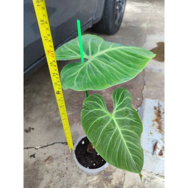 philodendron el choco red