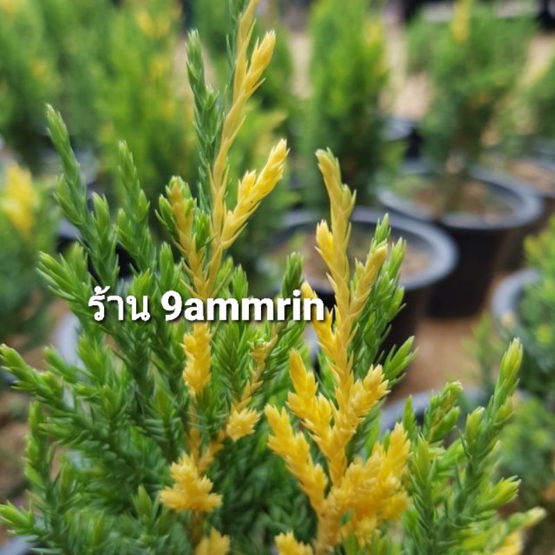 🌱ต้นสน🌱 สนแซมทอง,สนทรายเงิน,สนบลู,สนหิมะ,สนบอล,สนบลูก้นหอย