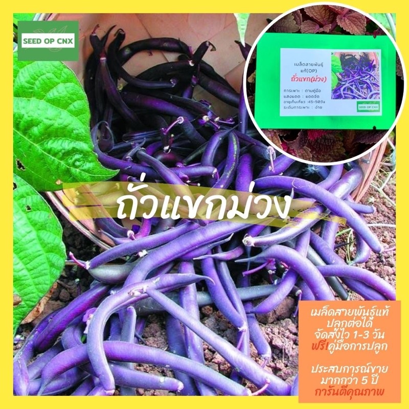 เมล็ดสายพันธุ์แท้หาย #ถั่วแขกม่วง30เมล็ด แท้ % [ในร้านมีให้เลือกอีกเยอะมาก ]